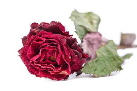 个白色背景上分离的干玫瑰花.相似素材图片