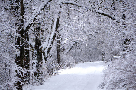 冬天的雪景。在一个寒冷的日子里，公园里的雪覆盖的小巷。冬天在花园里散步。