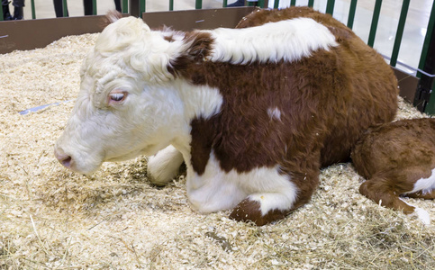 身体蹄牛. 哈萨克白头品种.