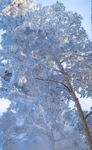 冬季森林中的雪覆盖着松树，来自蒸汽加热锅炉房。 雪林