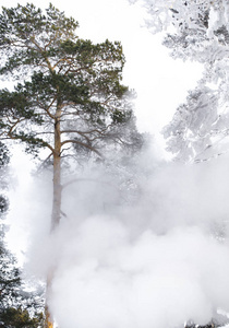 冬季森林中的雪覆盖着松树，来自蒸汽加热锅炉房。 雪林