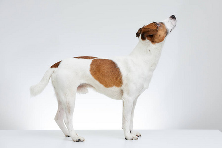 杰克罗塞尔猎犬侧着身子站在白色的桌子上，抬头看着白色的背景