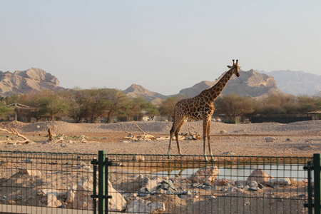 沙漠背景下的非洲长颈鹿