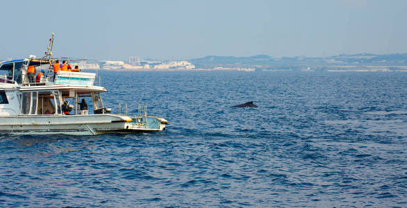 座头鲸妈妈正在日本冲绳岛附近的太平洋上与自然儿童玩耍。