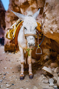 白色马鞍驴站在岩石附近。