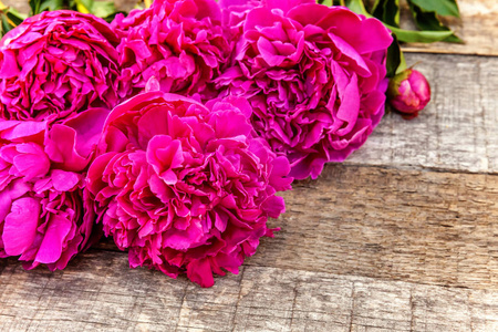 花架与新鲜盛开的粉红色洋红牡丹花束在破旧的乡村木制背景共空间。 春季或夏季园林生态丰富多彩的自然生态理念
