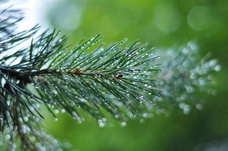 雨后有露珠的松枝和针。