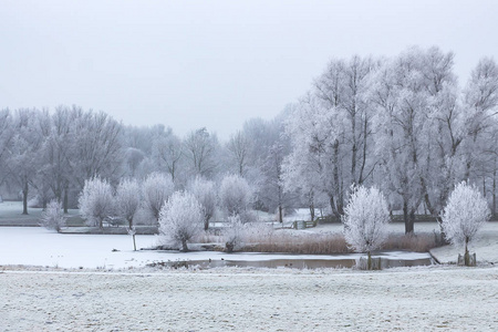 荷兰动物园里的冰雪和结霜的树木