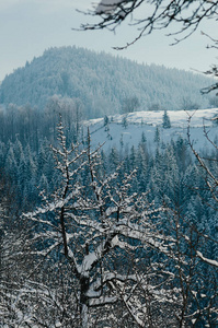冬季乡村山景与雪林在朦胧的遥远背景下。 风景如画，宁静的温特里场景，欧洲度假胜地。 垂直图像