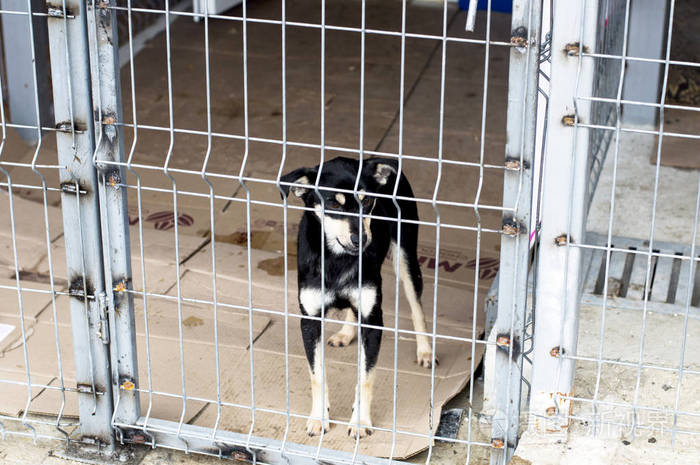 小黑流浪狗在收容所慈善和慈善主题动物收容所狗救援志愿者工作