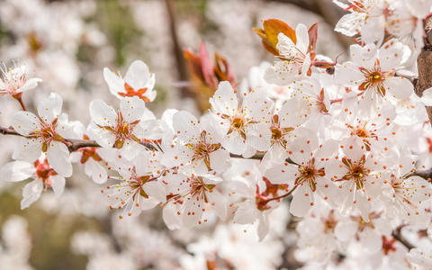 春花系列，美丽的樱花