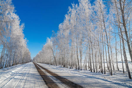 雪树背景上的道路。