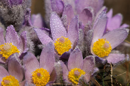 百喜草-早春花照片