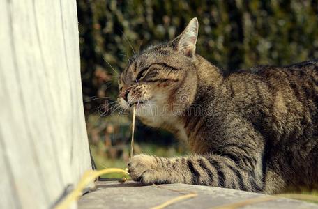 可爱的猫在玩