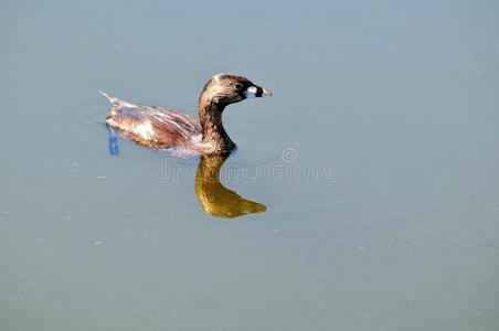幼鸟在水中反射