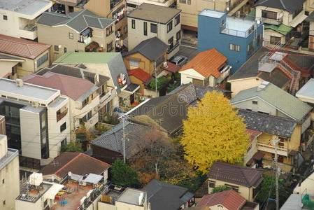 住宅小区单棵银杏树图片