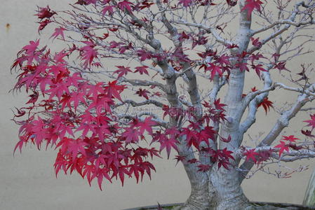 盆景枫树秋叶图片