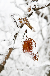 带雪的叶子