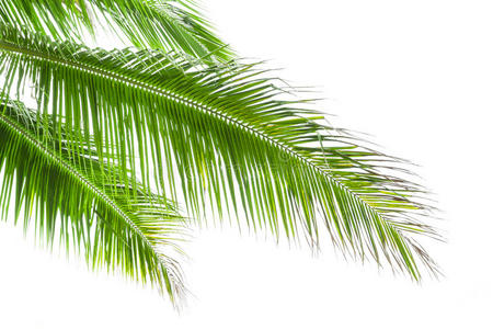 白色背景上孤立的棕榈树叶子