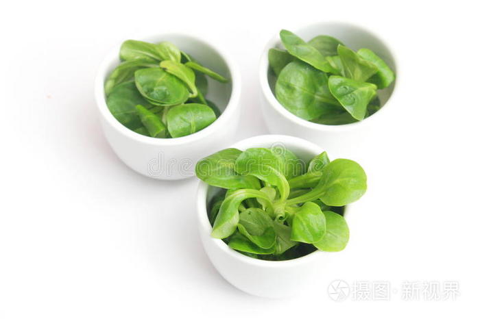 做沙拉青菜用的匙形菜叶