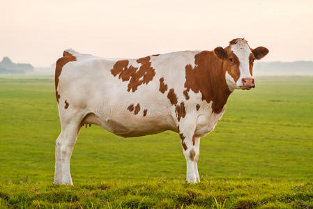 典型的荷兰红白相间的奶牛