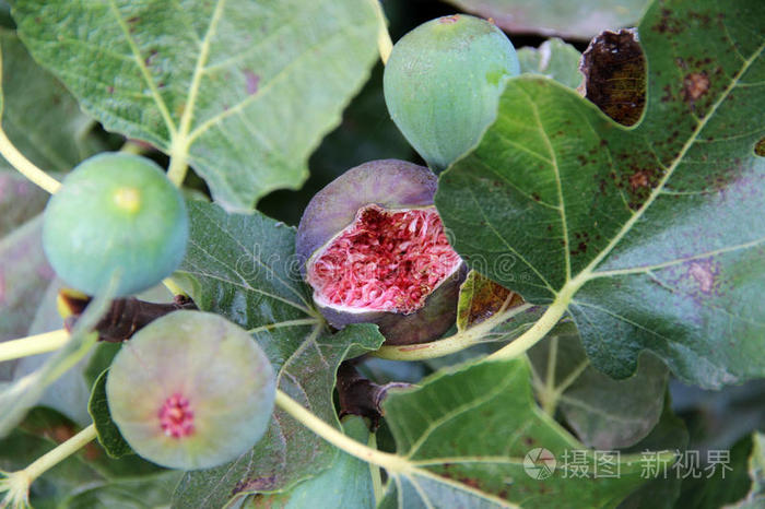 无花果树上的果实