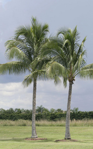 两棵生长在迈阿密海滩的棕榈树