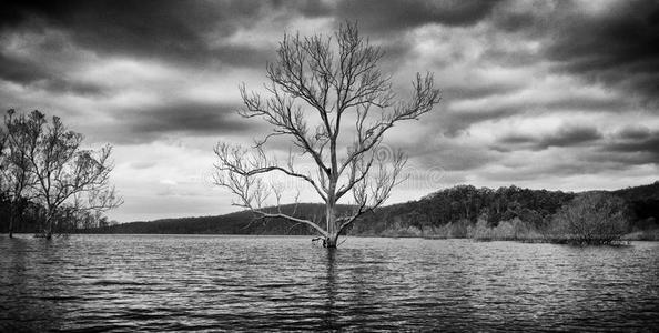 湖中被水包围的树图片