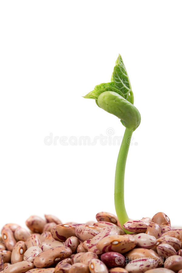 下载小样发票合同问题/举报芸豆芽色彩斑斓的扁桃它是种鸡蛋植物白