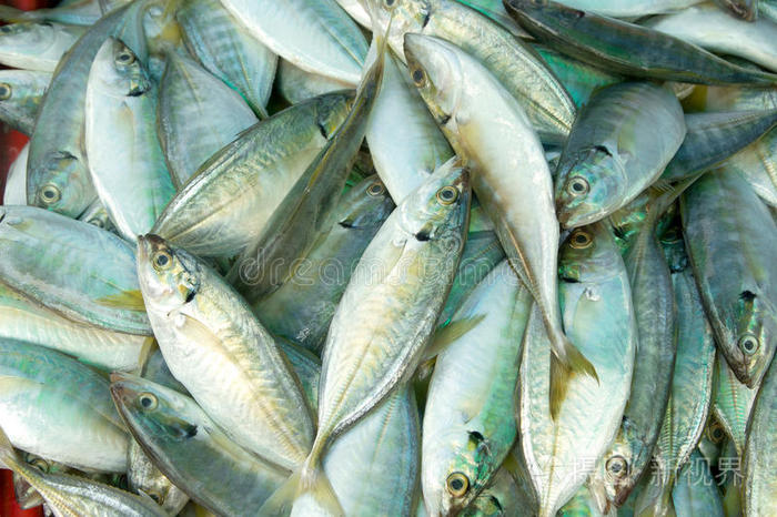 鲜生鲭鱼照片 正版商用图片18newz 摄图新视界