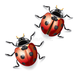 甲虫 缺陷 昆虫 自然 颜色 生活 动物 眼睛 环境 光泽