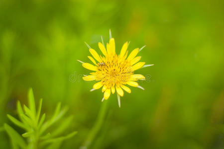 黄山羊胡须花