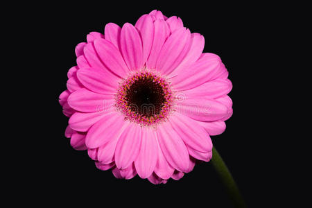 大而明亮的粉红色非洲菊。