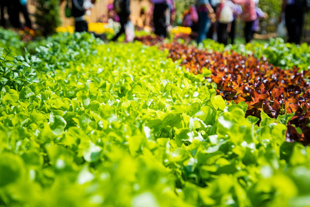 泰国农场成排的有机绿色蔬菜。
