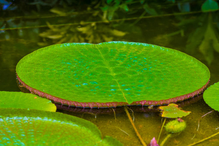 若虫在水上留下。 植物生长在湖中，叶子很大。