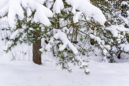 雪杉树在雪地漂流