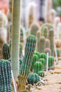 植物学花园仙人掌植物的特写细节视图。