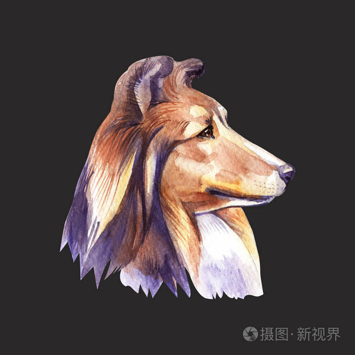 牧羊犬 人像狗 水彩画手画插图照片 正版商用图片18nkd1 摄图新视界 牧羊犬 人像狗 水彩画手画插图照片 正版商用图片18nkd1 摄图新视界