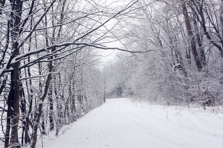 白雪皑皑的森林里长满了白雪，中间有一条小径