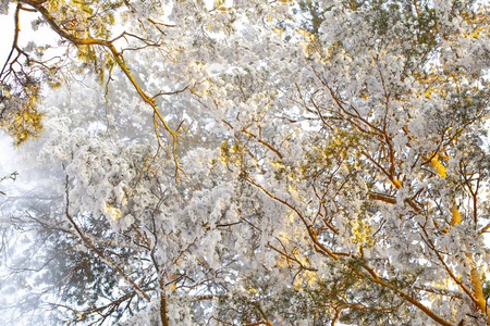 冬季森林中的雪覆盖着松树，来自蒸汽加热锅炉房。 雪林