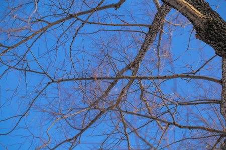 干树枝纹理在冬天的蓝天背景下桦树树枝树干的纹理照片