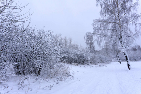 圣诞节背景与雪杉树的形状。