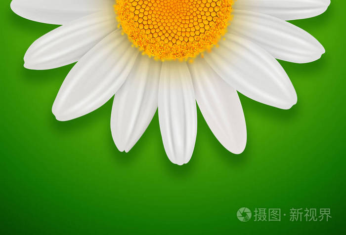 绿色的阳光背景,白色的春天雏菊花