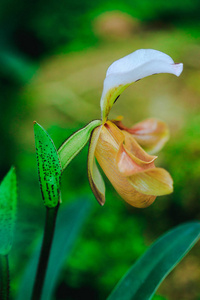 是属的一种兰花。 在老挝发现