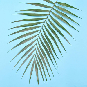 蓝色背景上的棕榈树枝
