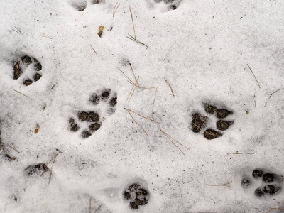 狗和狼的雪爪上的爪印