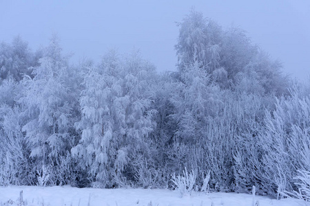 十月山毛榉森林边缘和第一次冬季雪。