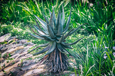 南非植物园内的大芦荟植物图片