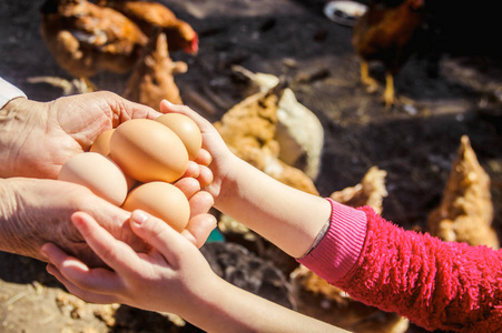 鸡肉家鸡蛋在手里。 选择性聚焦。 农场
