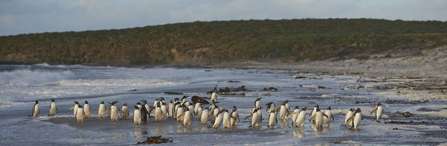 一大群Gentoo企鹅Pygoscelis Papua在法尔克兰群岛的海豹岛上进行一次短暂的清晨游泳。